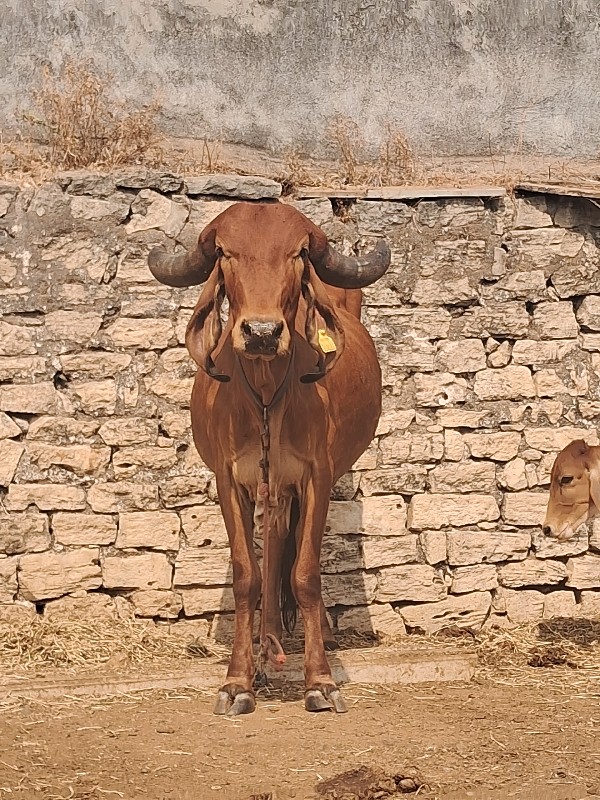 વેચવાની