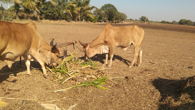 ગઝલ