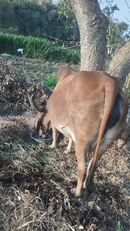 ગાય વેચવા ની છે