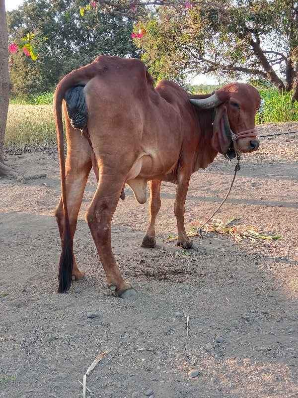 ગીર ઓળકે વેચવાન...