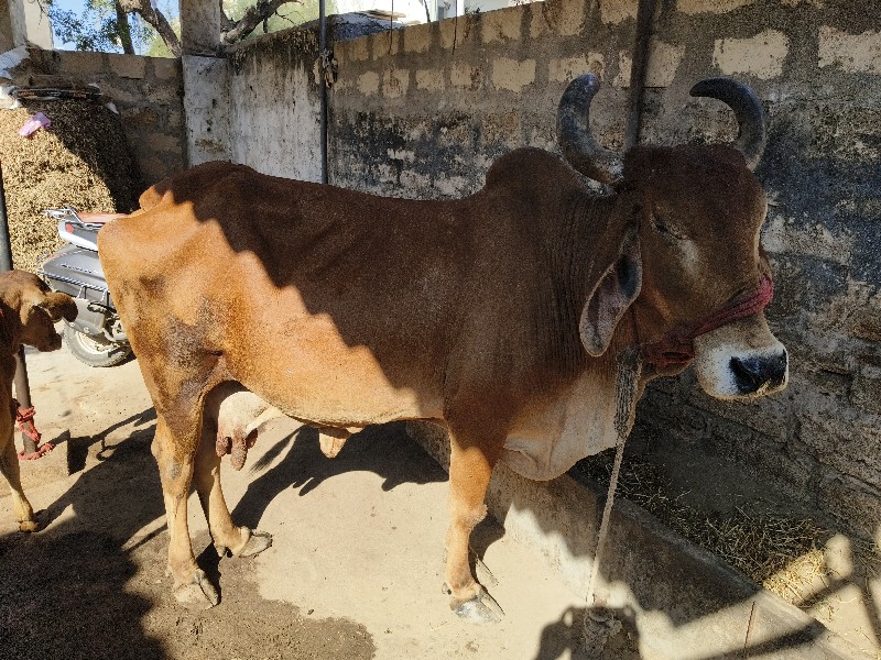 ગાય વેચવાની છે