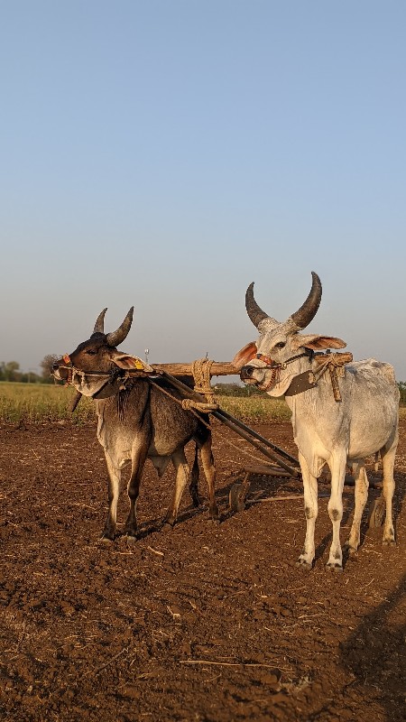 ગોઢલા વેચવાના છ...