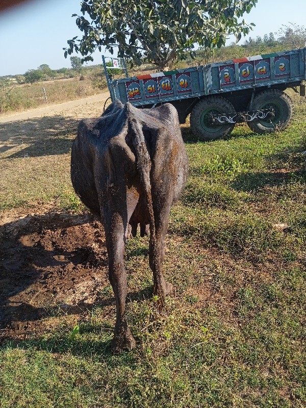 ભેશ