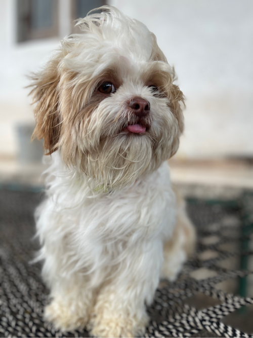 Shihtzu Female