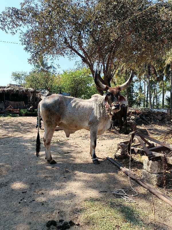 વઢિયારા બળદ