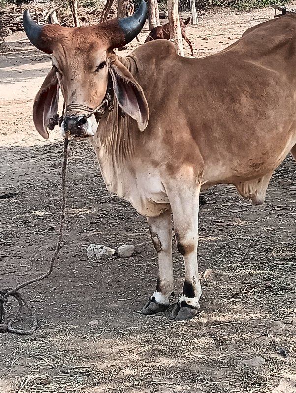 ગોઢલો   વેચવા ન...