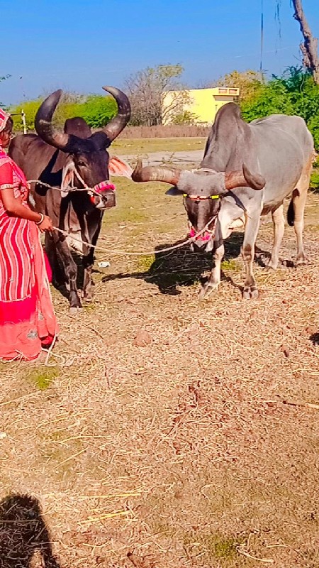 દેવીપુજક લે વેચ