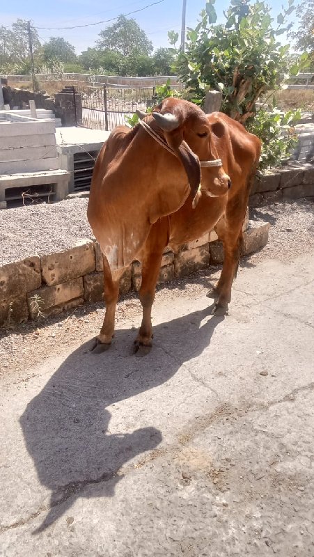 હોડકુ વેચવાનું...