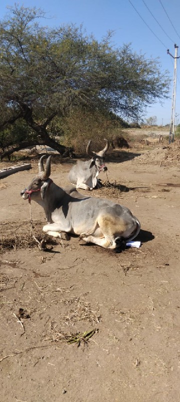 ગોઢલા વેચવાના છ...