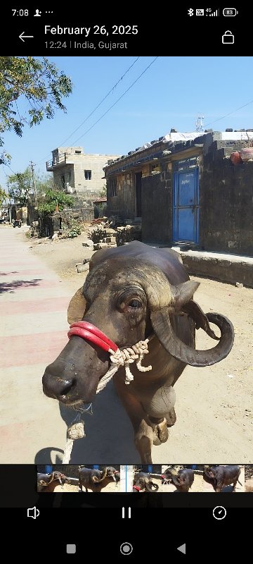 સાટા પન કરવા છે...