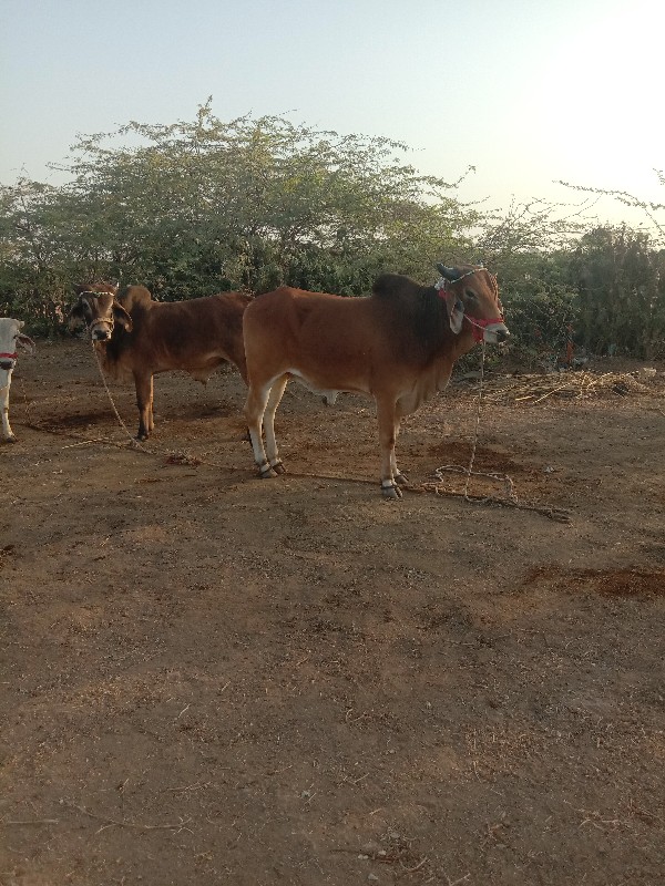 ગોદલા વેચવાના છ...