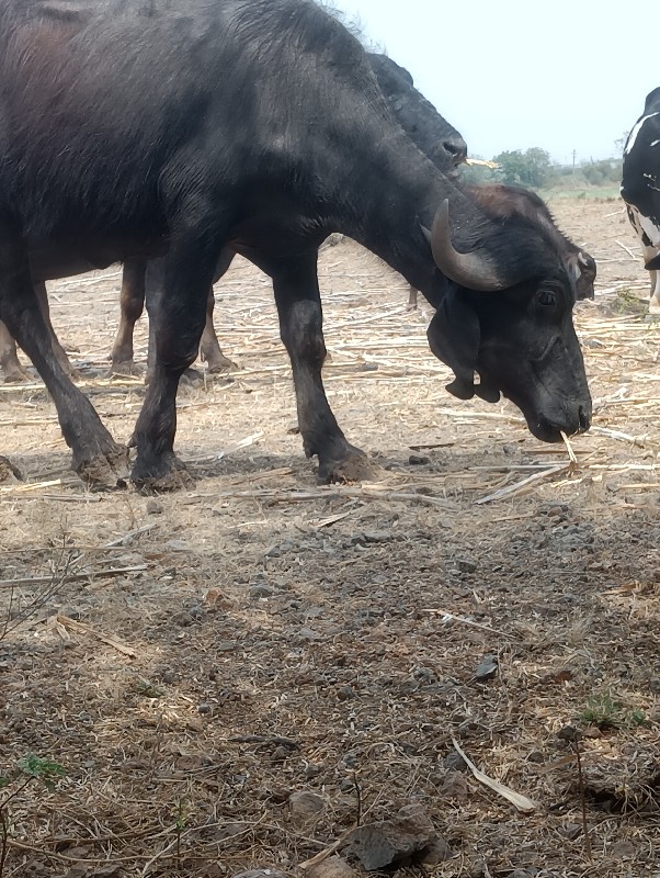 પાડી વેચાવ છે