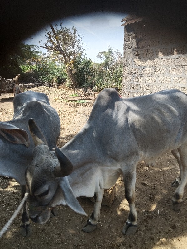 ગોધલા વેચવા ના...