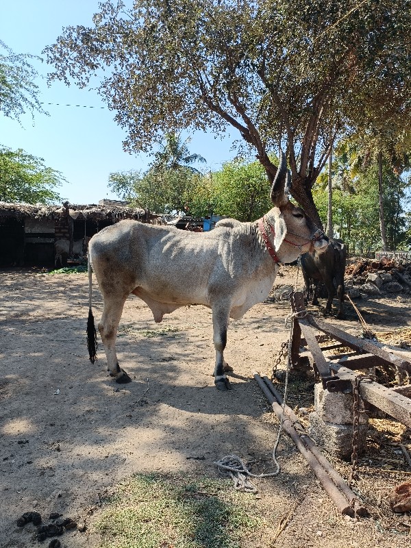 વઢિયારા બળદ