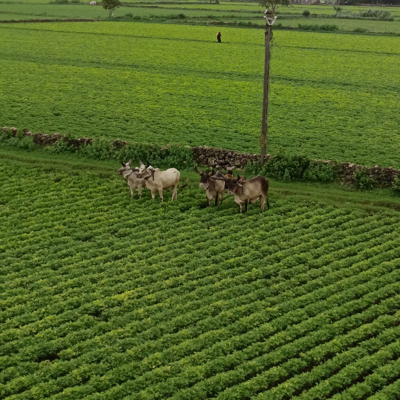 બે જોડી બળદ વેચ...