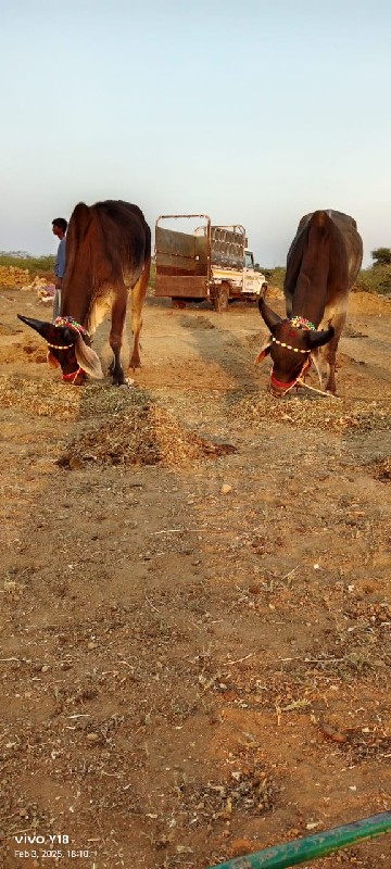 ગોઢલા વેચવાના છ...