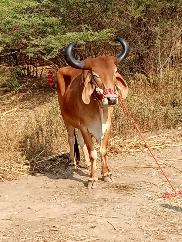 ફુલ જવાબ વેચવાન...