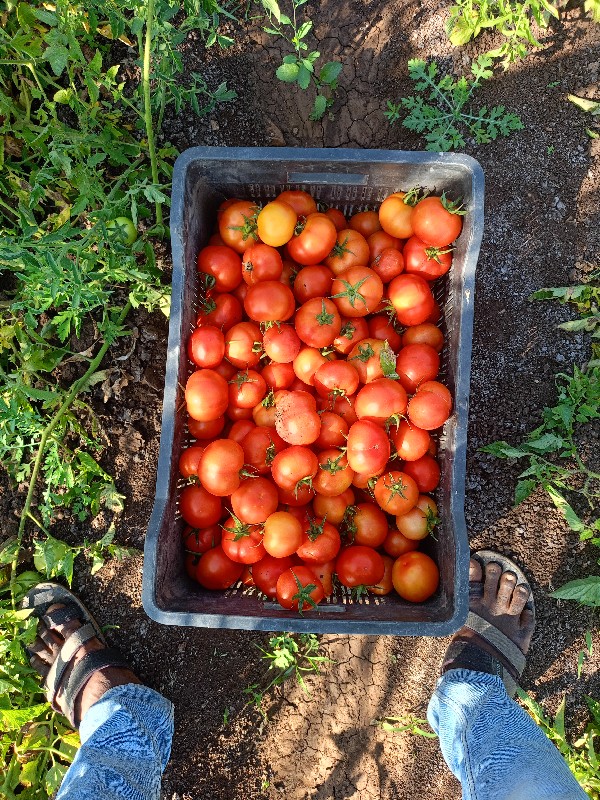 ટમેટા 🍅