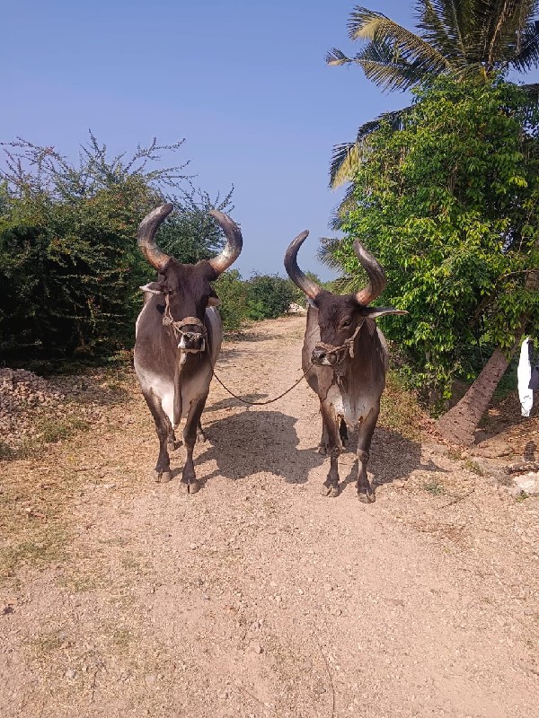 બળદ વેચવાના છે