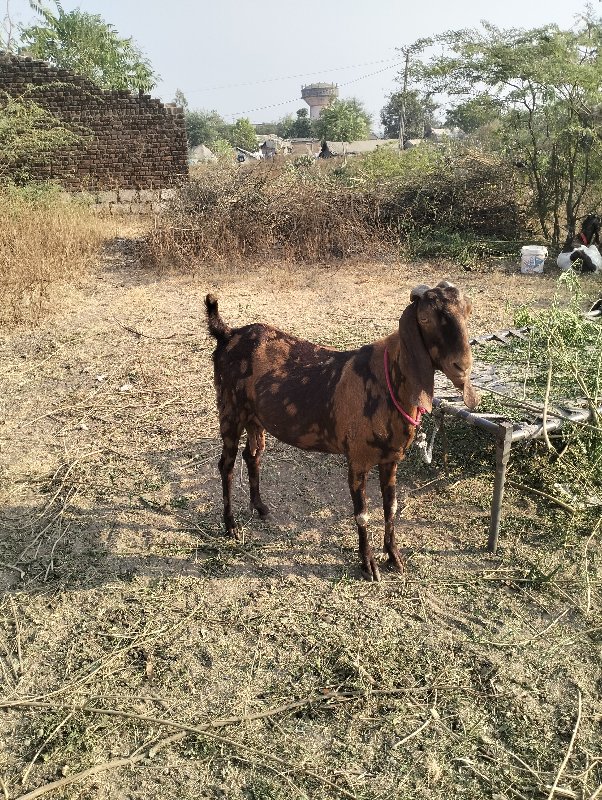 બગસરા