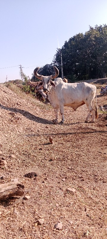 બડધ વેચવાના છે