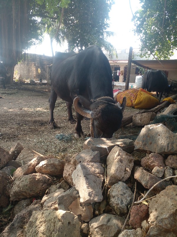 આભેસ બીજુવેતર વ...