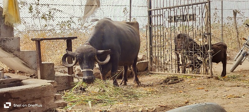 ભેંસ વેચવાની છે