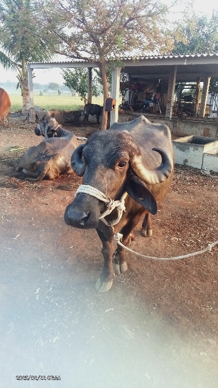 કિંમત માં નોર્મ...