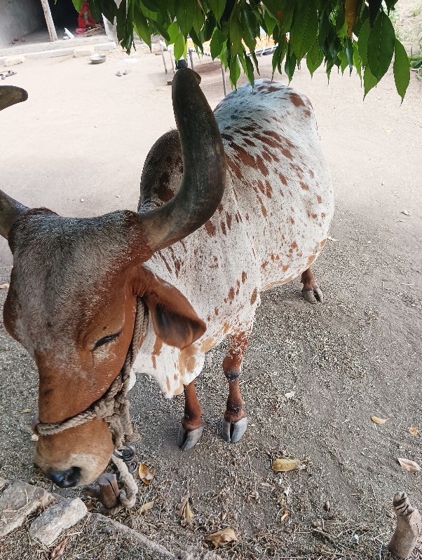 ગાય વેસવા ની છે