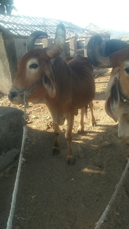 બળદ વેચવાના છે