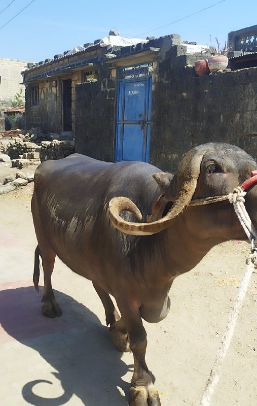 સાટા પન કરવા છે...