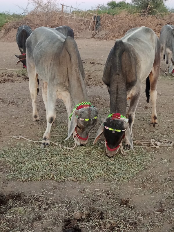 ગોઢલા વેચવાના છ...