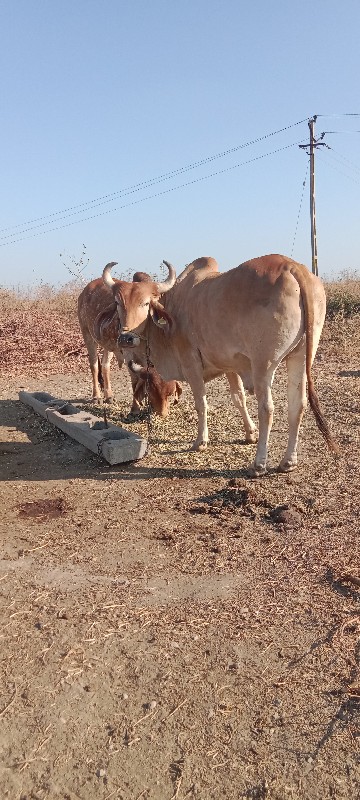 ગોઢલા