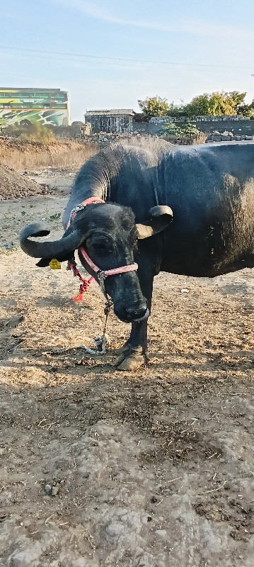 ભેંસ વેચવાની છે