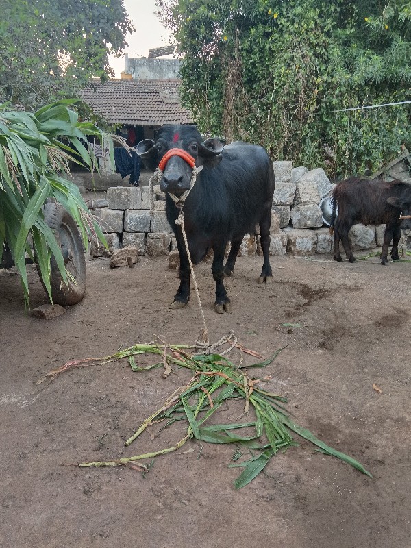 તાલુકો વંથલી જિ...