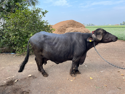 ભેંસ વેચવાની છે