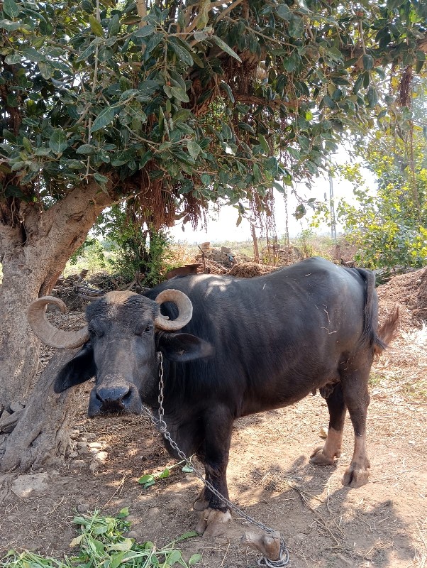 ભેંશ વેચવાની છે