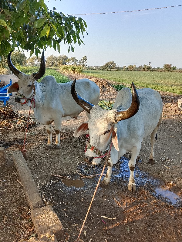 બળદ વેચવાના છે