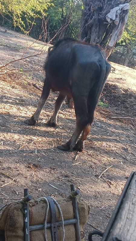 ખડેલી વેસવી