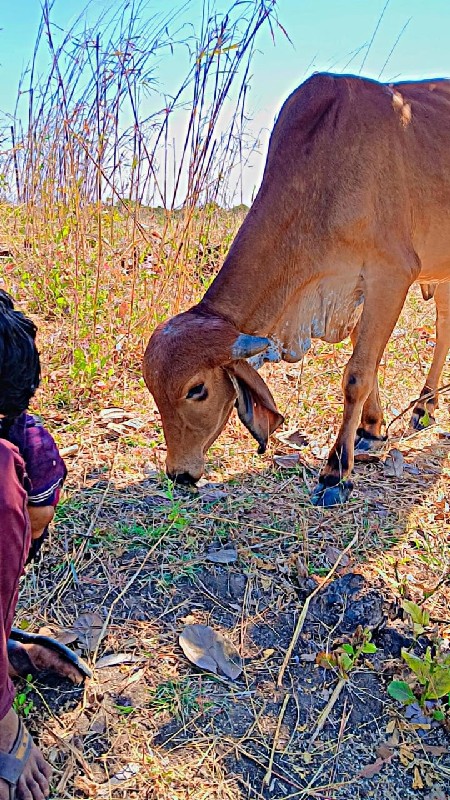 વેચવાની