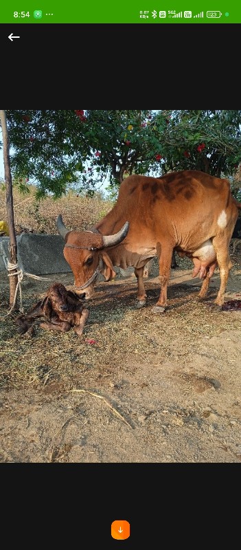 ગાય વેચવાની છે