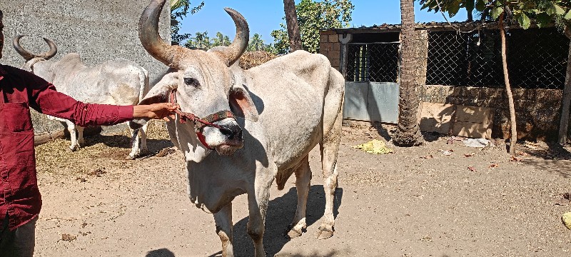 બળદ