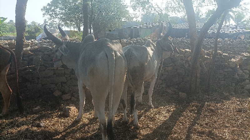 પેલી ધરના બળદ ધ...