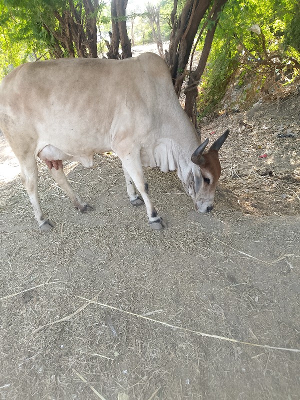 ગાય વેસવી