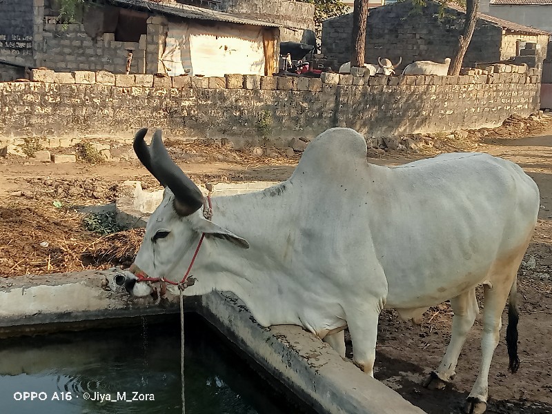 આ બળદ વેચવાનો છ...