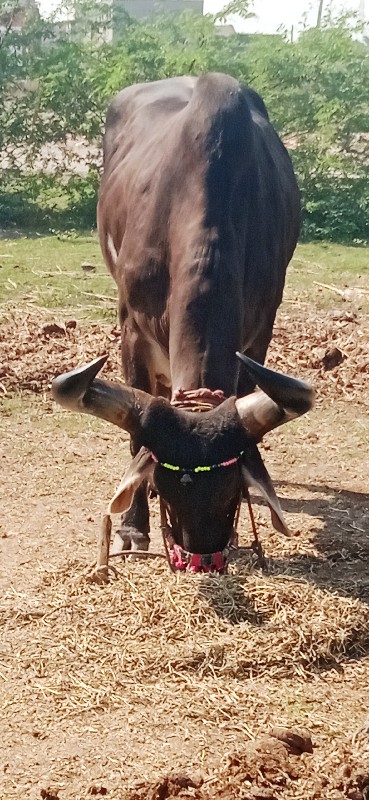 દેવીપુજક લે વેચ