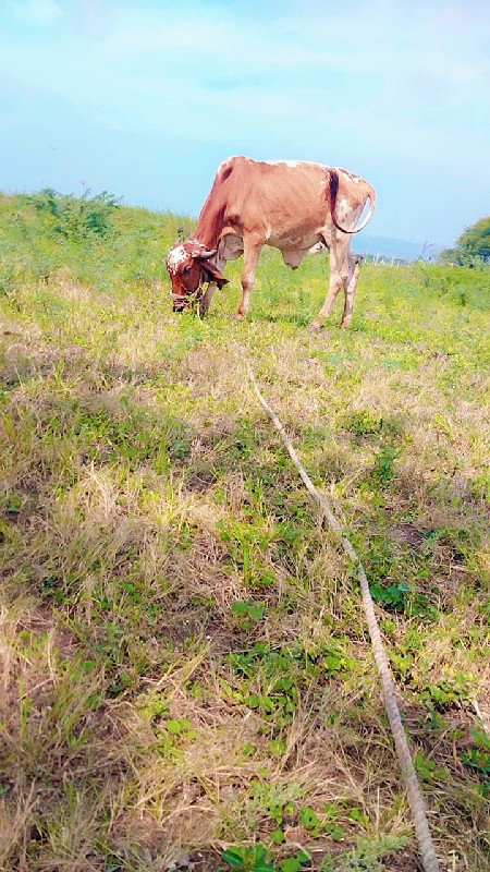 વાછડા વેચવાના સ...