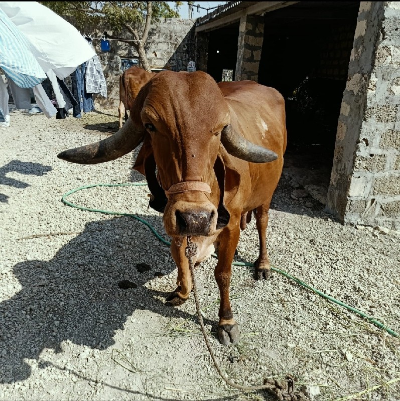 ગિર ગાય