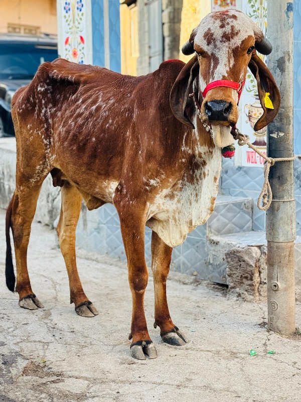 હોડકી વેચવાની છ...