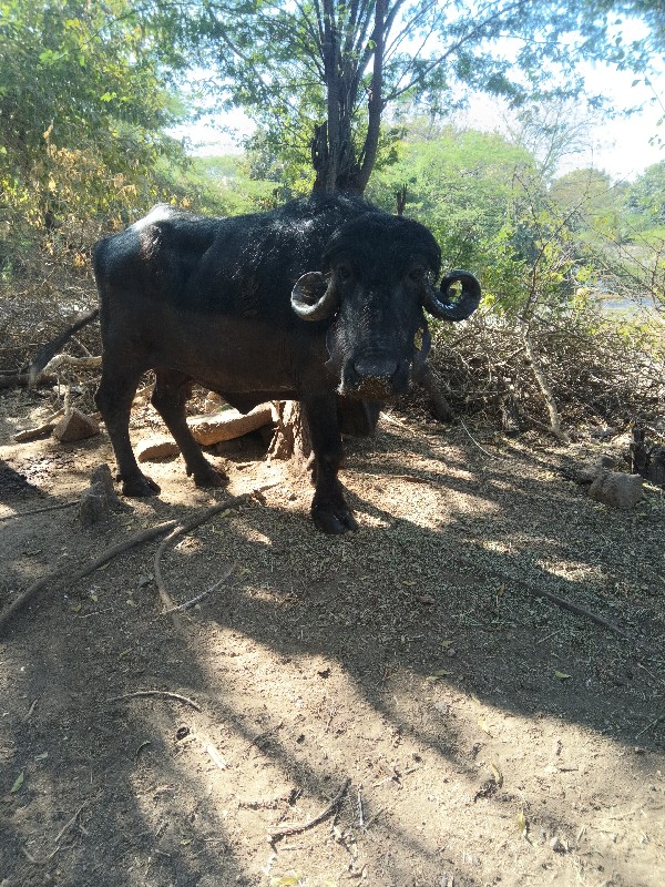 ભેશવેશવાનીછે